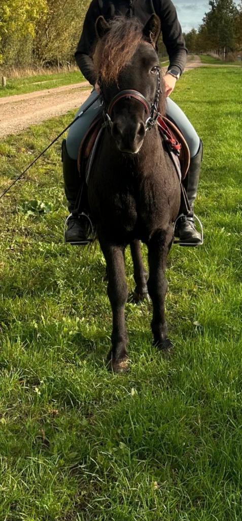 Leuke knappe A pony, Dieren en Toebehoren, Pony's, Ruin