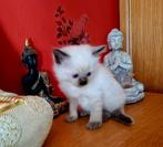 Raszuivere Ragdoll kitten, Dieren en Toebehoren, Katten en Kittens | Raskatten | Langhaar, Kater