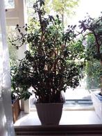 Geldplant   Crassula, Ophalen, Vetplant, 150 tot 200 cm, Volle zon