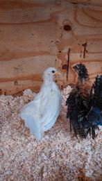 Serama hennetjes,  krul en glad , 8 weken oud, Dieren en Toebehoren, Vrouwelijk, Kip