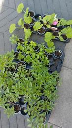 Plantjes: paprika stekjes moestuin tuin normaal en snack, Ophalen, Volle zon, Groenteplanten, Eenjarig
