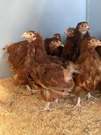 Orpington groot rood hennen, leghennen met haan., Dieren en Toebehoren, Pluimvee, Meerdere dieren, Kip