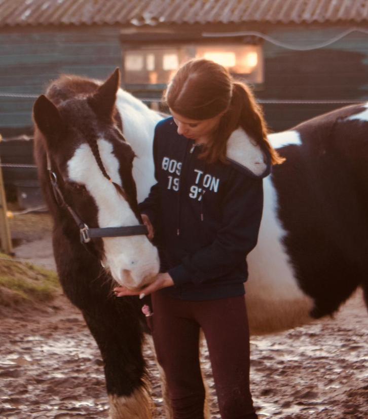 Verzogster aangeboden/verzorgpony gezocht, Dieren en Toebehoren, Paarden en Pony's | Verzorgingsproducten, Nieuw, Ophalen of Verzenden