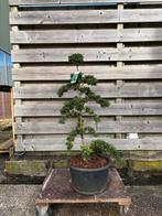 Ilex Crenata Convexa Bonsai - Japanse Hulst, In pot, Bloeit niet, Halfschaduw, Minder dan 100 cm