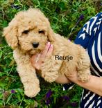 Super schattige maltipoo pups 3 reutjes en 3 teefjes, Poedel, CDV (hondenziekte), 8 tot 15 weken, Meerdere