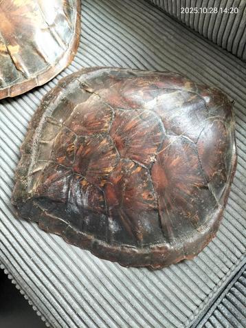 Schildpad schilden  beschikbaar voor biedingen