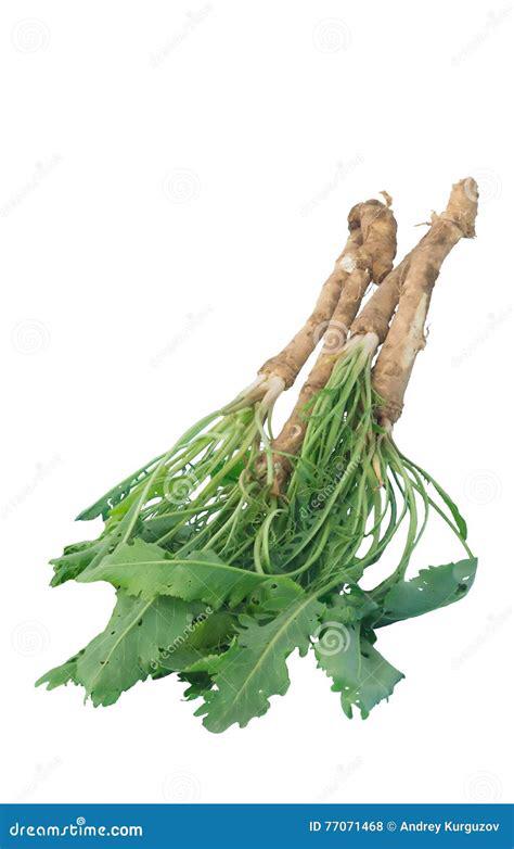 Mierikswortel, Ophalen of Verzenden, Eenjarig, Overige soorten, Volle zon