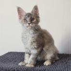 Blue Silver Ticked Torbie Maine Coon Kitten (Poes), Dieren en Toebehoren, Katten en Kittens | Raskatten | Langhaar, Poes, Gechipt