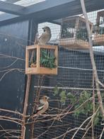 Europese Appelvink, Dieren en Toebehoren, Vogels | Overige Vogels, Vrouwelijk, Wildzangvogel, Geringd