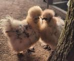 Usa zijdehoenders eieren zijdehoen broedeieren beschikbaar!, Dieren en Toebehoren, Pluimvee, Kip