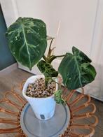 Philodendron Gloriosum 'Snow Leopard', Ophalen of Verzenden, Overige soorten, Minder dan 100 cm