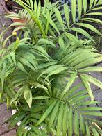 Kamerpalm, Ophalen, Gehele jaar, Volle zon