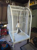 Papagaai kooi, Mannelijk, Dwergpapegaai of Agapornis