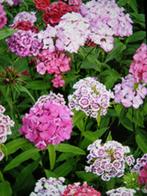 Dianthus , duizendschoon, Ophalen of Verzenden, Zomer, Vaste plant, Overige soorten