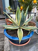 Grote agave in mooie pot, Overige soorten, Volle zon, Vaste plant, Ophalen of Verzenden