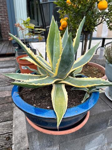 Grote agave in mooie pot beschikbaar voor biedingen