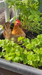 Gezocht! Moestuin omgeving apeldoorn eo, Tuin en Terras, Overige Tuin en Terras, Ophalen of Verzenden