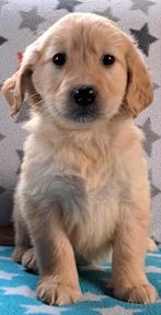 Prachtige labrador x golden retriever pups beschikbaar ?, Nederland, 8 tot 15 weken, Meerdere, Fokker | Professioneel