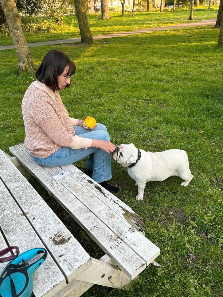Hondenoppas in de huiselijke kring, Diensten en Vakmensen, Dieren | Honden | Verzorging, Oppas en Les