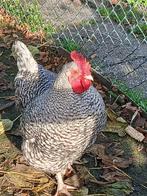 Noord Hollandse Blauwe haan, Dieren en Toebehoren, Mannelijk, Kip
