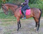 Brave 9 jr -familie-recreatie-manege ruin 1,67(inr mogelijk), Dieren en Toebehoren, Paarden, Gechipt, Ruin, L, 7 tot 10 jaar