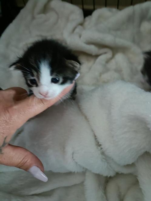 Lieve kitten mannetje, Dieren en Toebehoren, Katten en Kittens | Overige Katten, Meerdere dieren
