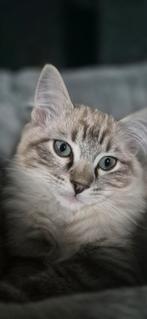 Ragdoll kitten katertje, Dieren en Toebehoren, Meerdere dieren, Gechipt