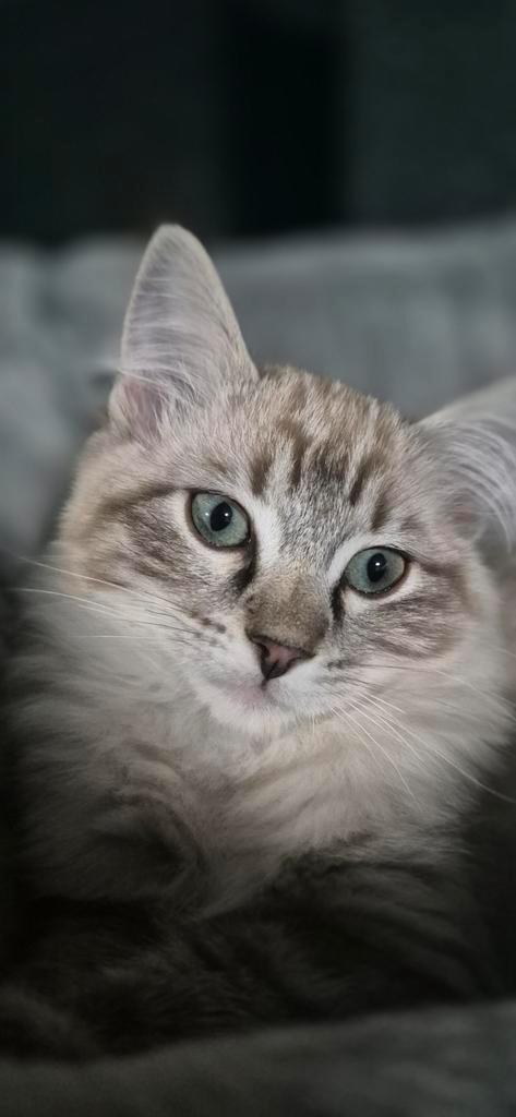 Ragdoll kitten katertje, Dieren en Toebehoren, Katten en Kittens | Raskatten | Langhaar, Meerdere dieren, Gechipt