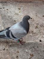 2 mooie jonge duiven, Dieren en Toebehoren, Postduif