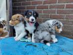 Australian Shepherd pups, Dieren en Toebehoren, Sheepdog, Rabiës (hondsdolheid), 8 tot 15 weken, Meerdere