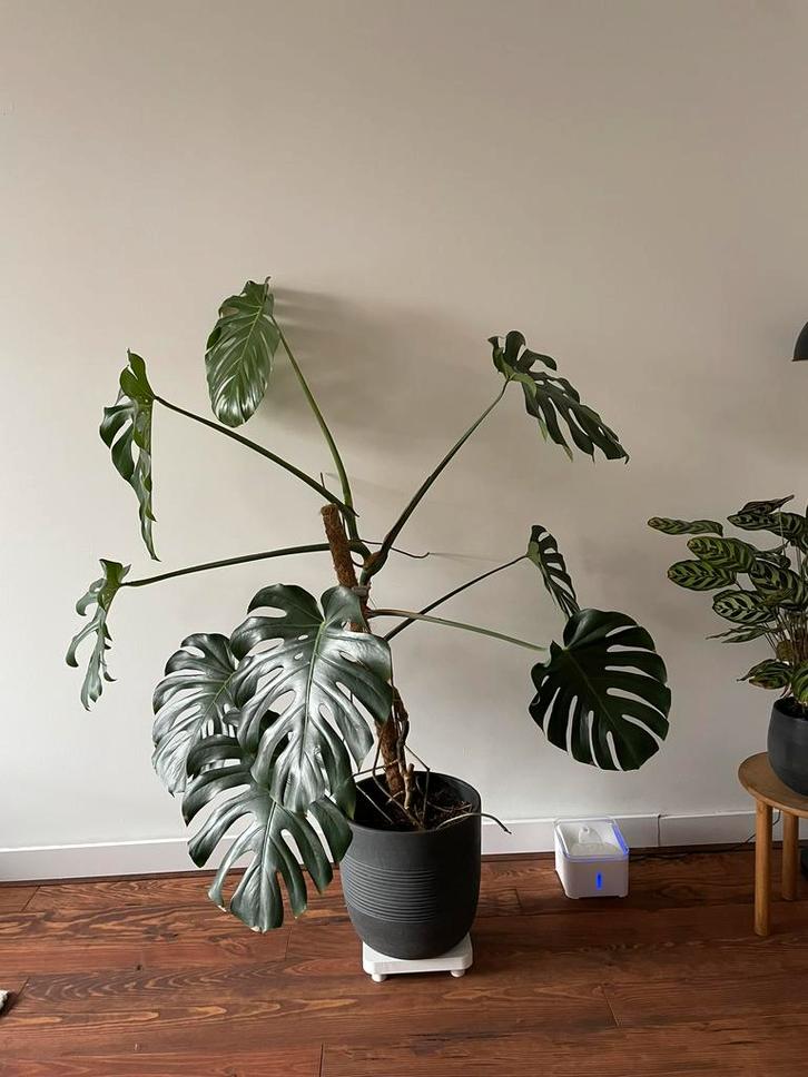 Grote, gezonde Monstera plant, Huis en Inrichting, Kamerplanten, 150 tot 200 cm, Halfschaduw, Ophalen