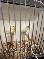 Geel mozaïek kanaries, Meerdere dieren, Kleurkanarie