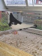 1 mooie zwartbonte tilduif kropper, Dieren en Toebehoren, Vogels | Duiven, Geslacht onbekend, Kropper