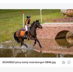 C Pony te lease (tienhoven  aan de lek, ameide), Merrie, Recreatiepaard