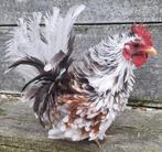 Prachtig gepareld Ayam Serama haantje beschikbaar!, Dieren en Toebehoren, Pluimvee, Mannelijk, Kip