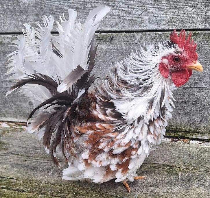Prachtig gepareld Ayam Serama haantje beschikbaar!, Dieren en Toebehoren, Pluimvee, Kip, Mannelijk