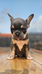💕 nog 2 Prachtige lilac and tan franse bulldog reutjes  💕, Reu, CDV (hondenziekte), 8 tot 15 weken, Bulldog