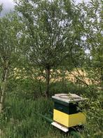 Volwassen knotwilgen, 30 jaar 595 EUR, Ophalen, Lente, Bolboom, 250 tot 400 cm