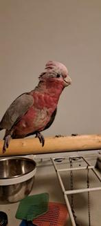 Tamme Rose kaketoe, Dieren en Toebehoren, Vrouwelijk, Papegaai