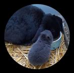 Mooie Nederlandse hangoor dwerg., Meerdere dieren, Dwerg, Hangoor, 0 tot 2 jaar