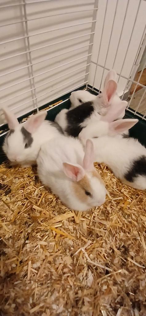 Konijntjes, Dieren en Toebehoren, Konijnen, Dwerg, Meerdere dieren