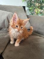 Mainecoon kittens, Dieren en Toebehoren, Katten en Kittens | Overige Katten