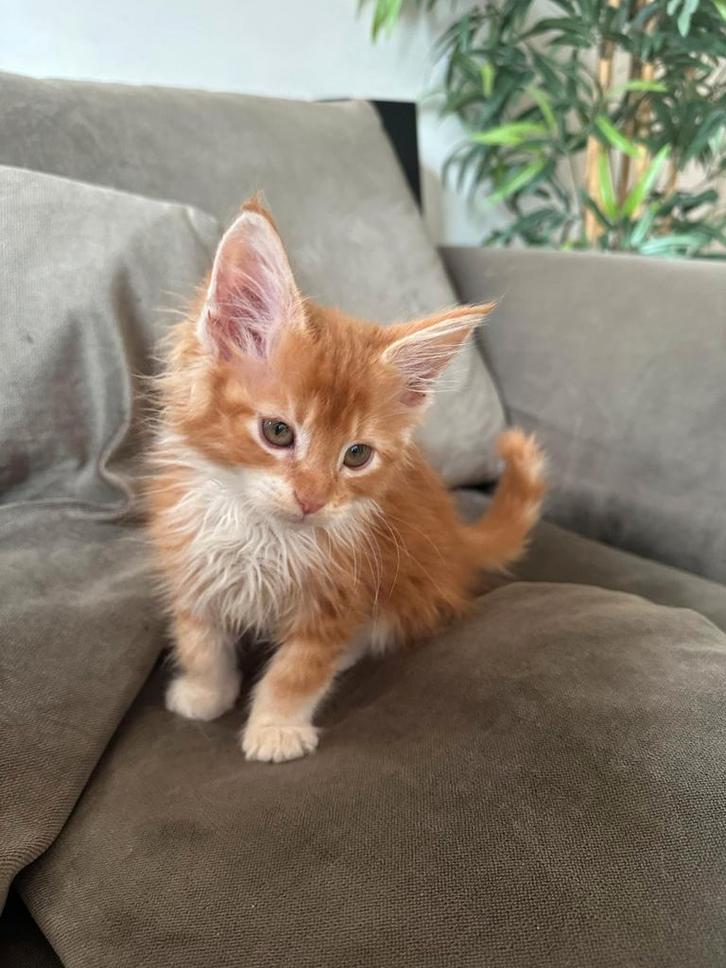 Mainecoon kittens, Dieren en Toebehoren, Katten en Kittens | Overige Katten