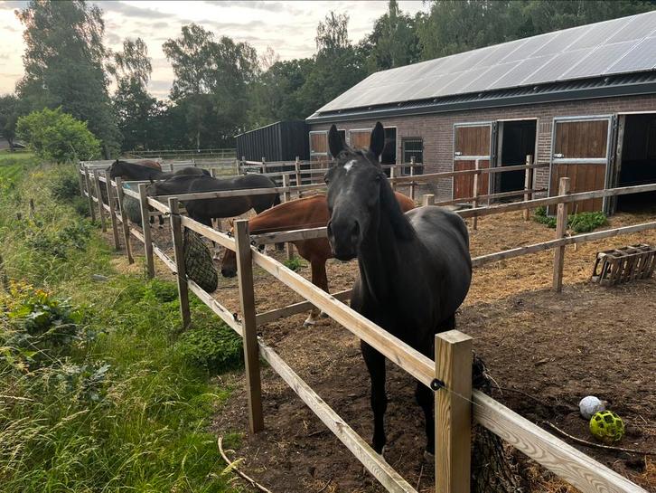 Stal vrij op prive stal aan huis in Weert, Dieren en Toebehoren, Stalling en Weidegang, Stalling, 1 paard of pony