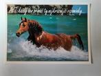 kaart paard paarden veulen dier arabier, Ophalen, 1980 tot heden, Ongelopen, Paard