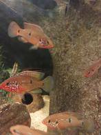 Dwerg chiclieden , Rode Acara, Vis, Zoetwatervis