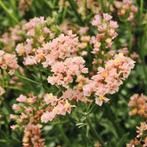 Limonium sinuatum ‘Apricot’ (lamsoor) te koop, Ophalen, Zomer, Overige soorten, Volle zon
