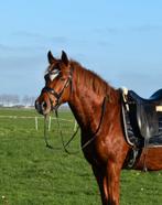 Gave New Forest E pony ruin, E pony (1.48m - 1.57m), Gechipt, Ruin, Dressuurpony