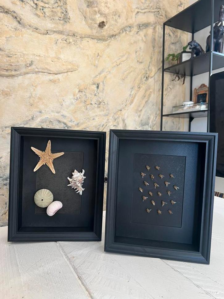 Mooie Nieuw Opgezette Bijen En Zeedieren In Display Lijst, Verzamelen, Dierenverzamelingen, Nieuw, Opgezet dier, Ophalen of Verzenden