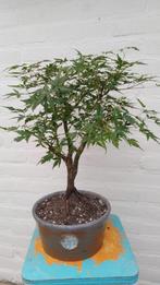 Bonsai Acer Palmatum, Halfschaduw, Overige soorten, Minder dan 100 cm, Ophalen